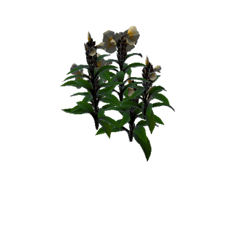 Flower cheilocostus speciosus 3 2
